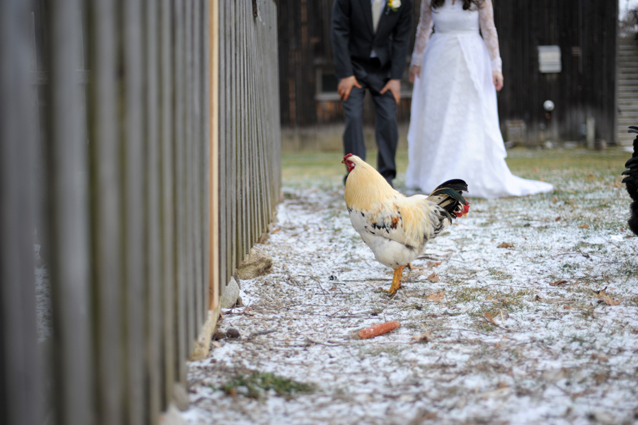 Cobblestone Farms Wedding Photography