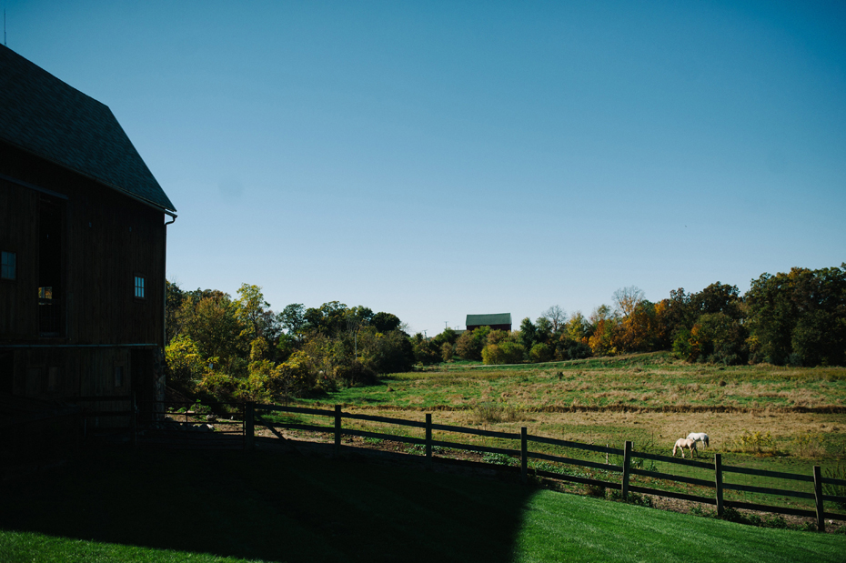 horses in the field at Misty Farms by photojournalistic Michigan wedding photographer Heather Jowett.