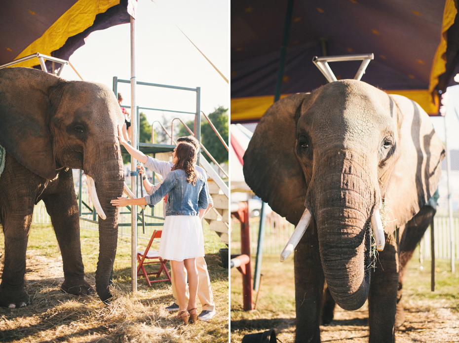 A couple feeds an elephant during their 4h fair engagement session by Michigan wedding photographer Heather Jowett.