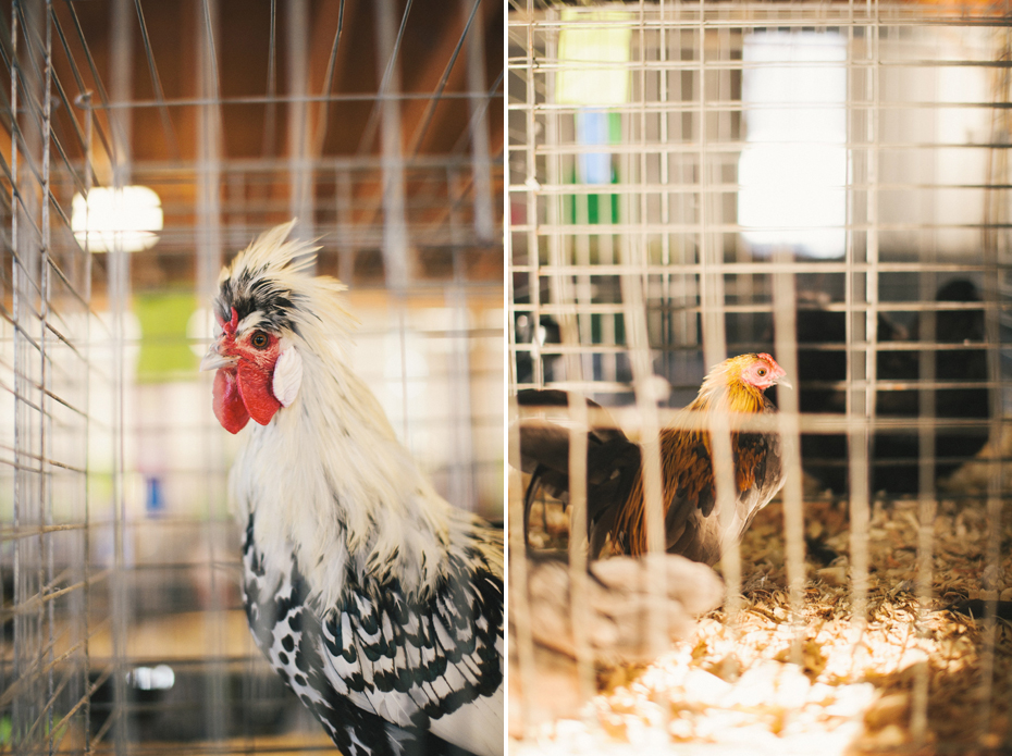 Roosters at the 4h fair in Saint Clair County