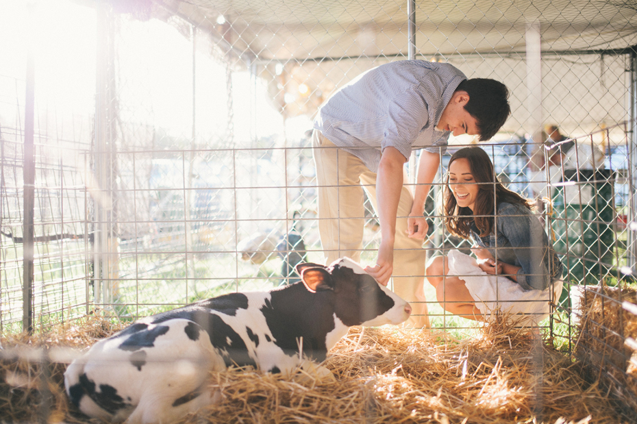 A couple pets a baby cow during their engagement session at the Saint Clair County 4h fair by photographer Heather Jowett.