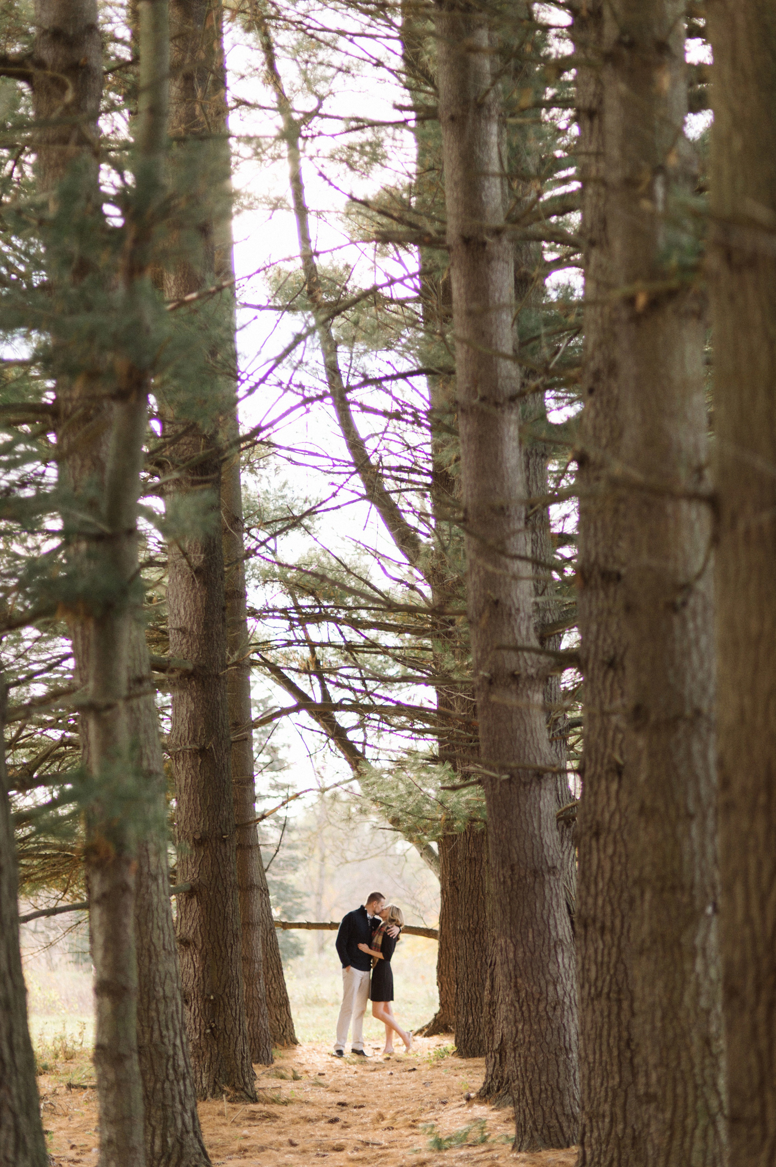 A couple poses between a line of pines during a photography session in Ann Arbor.