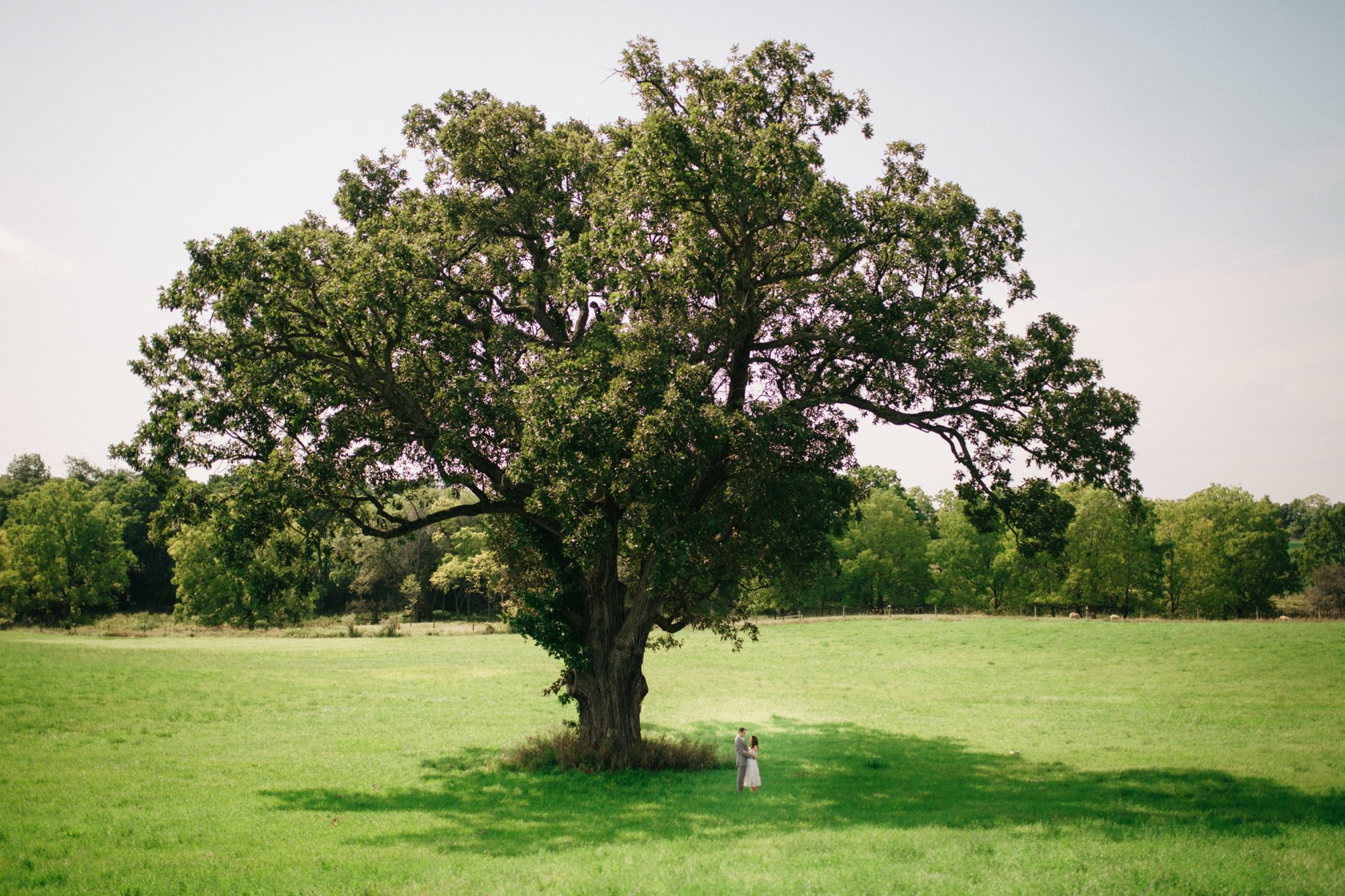 a scenic couples portrait under a large oak tree