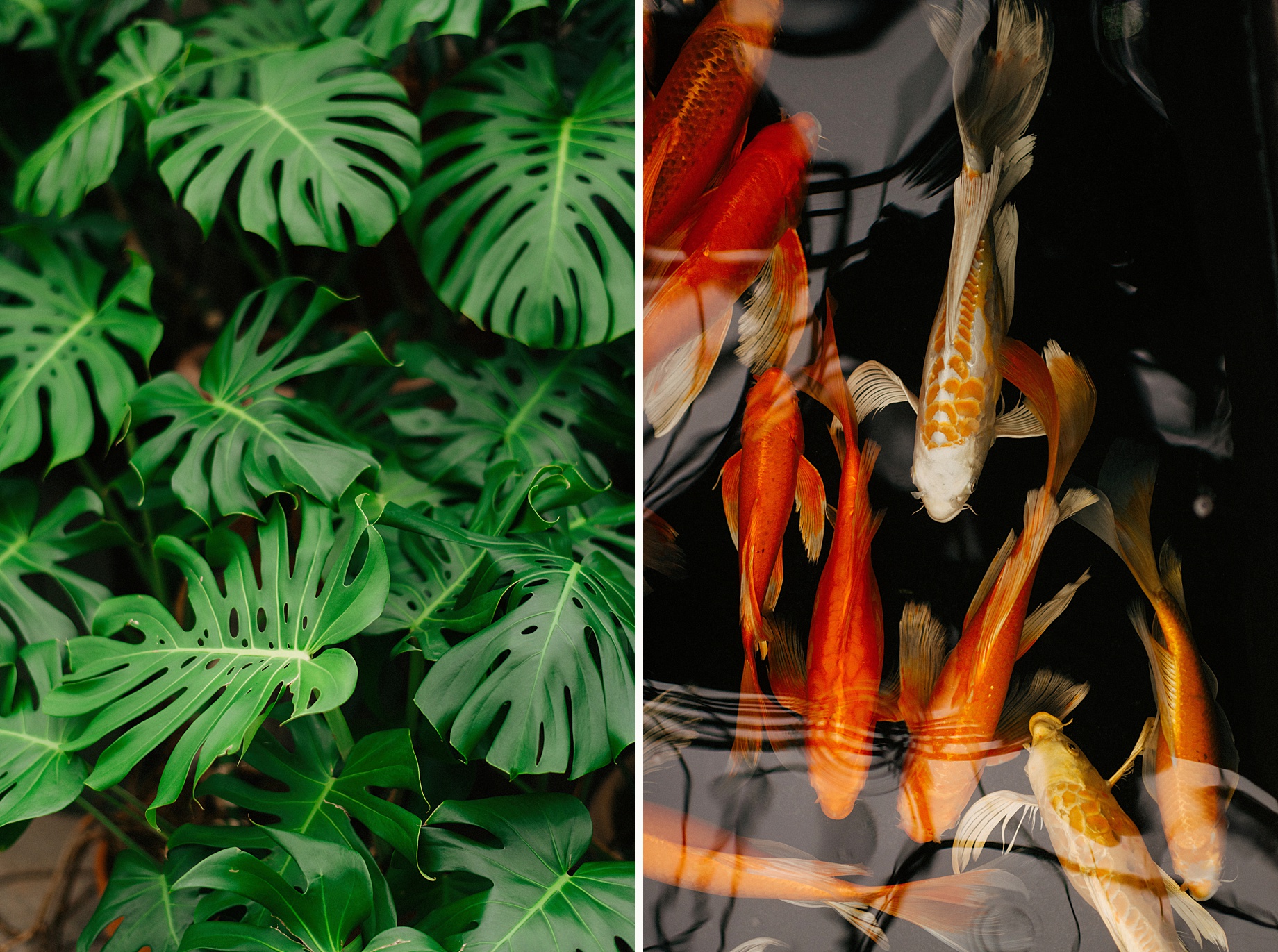 Monstera plant at Planterra Conservatory 1
