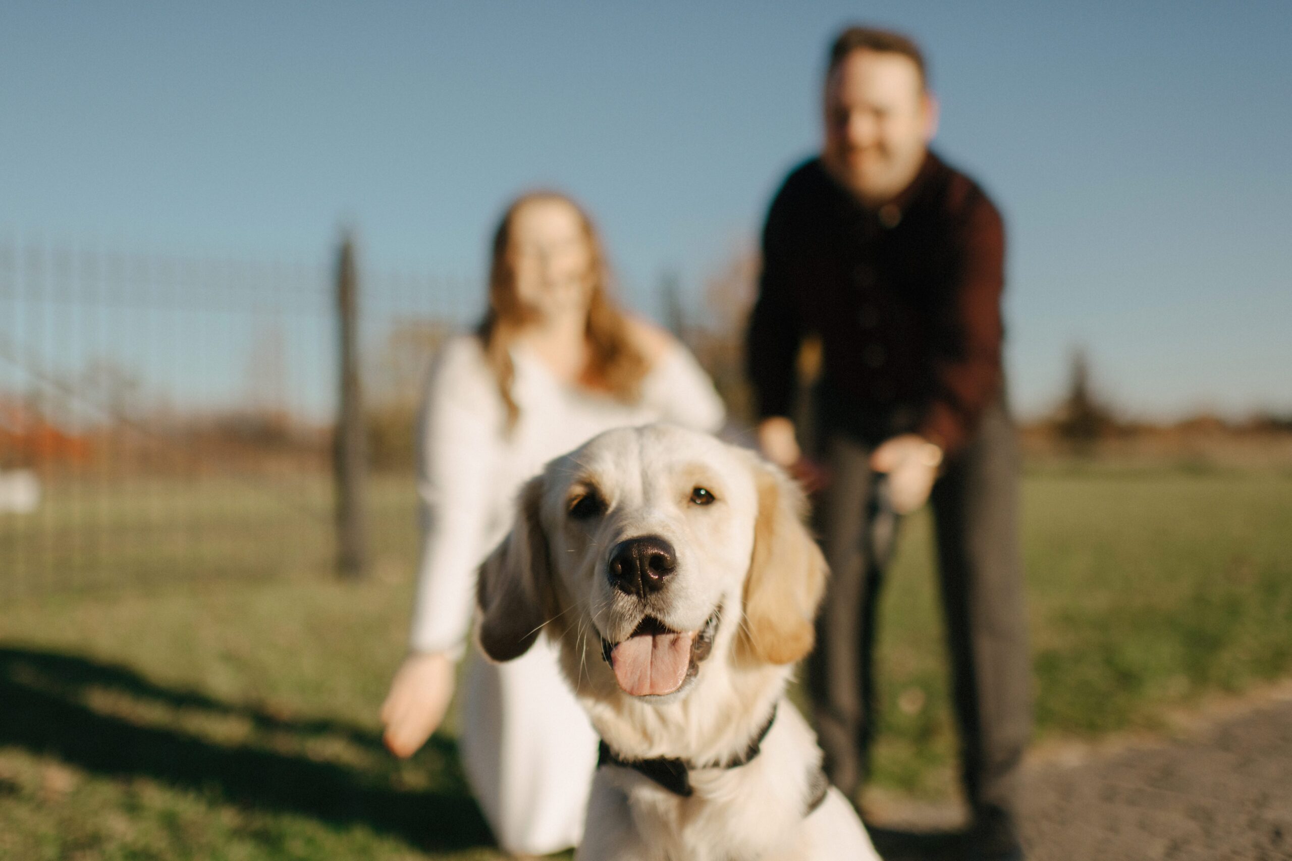 A couple posing with their yellow lab on belle isle during their engagement session.